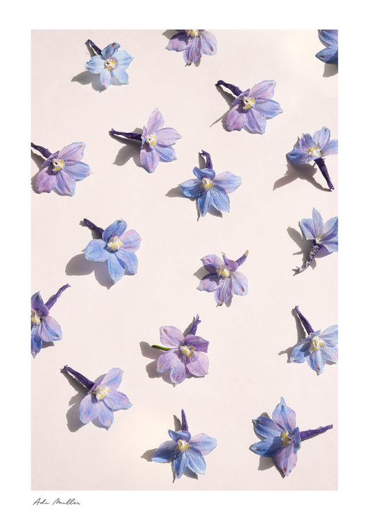 Delphinium No.2