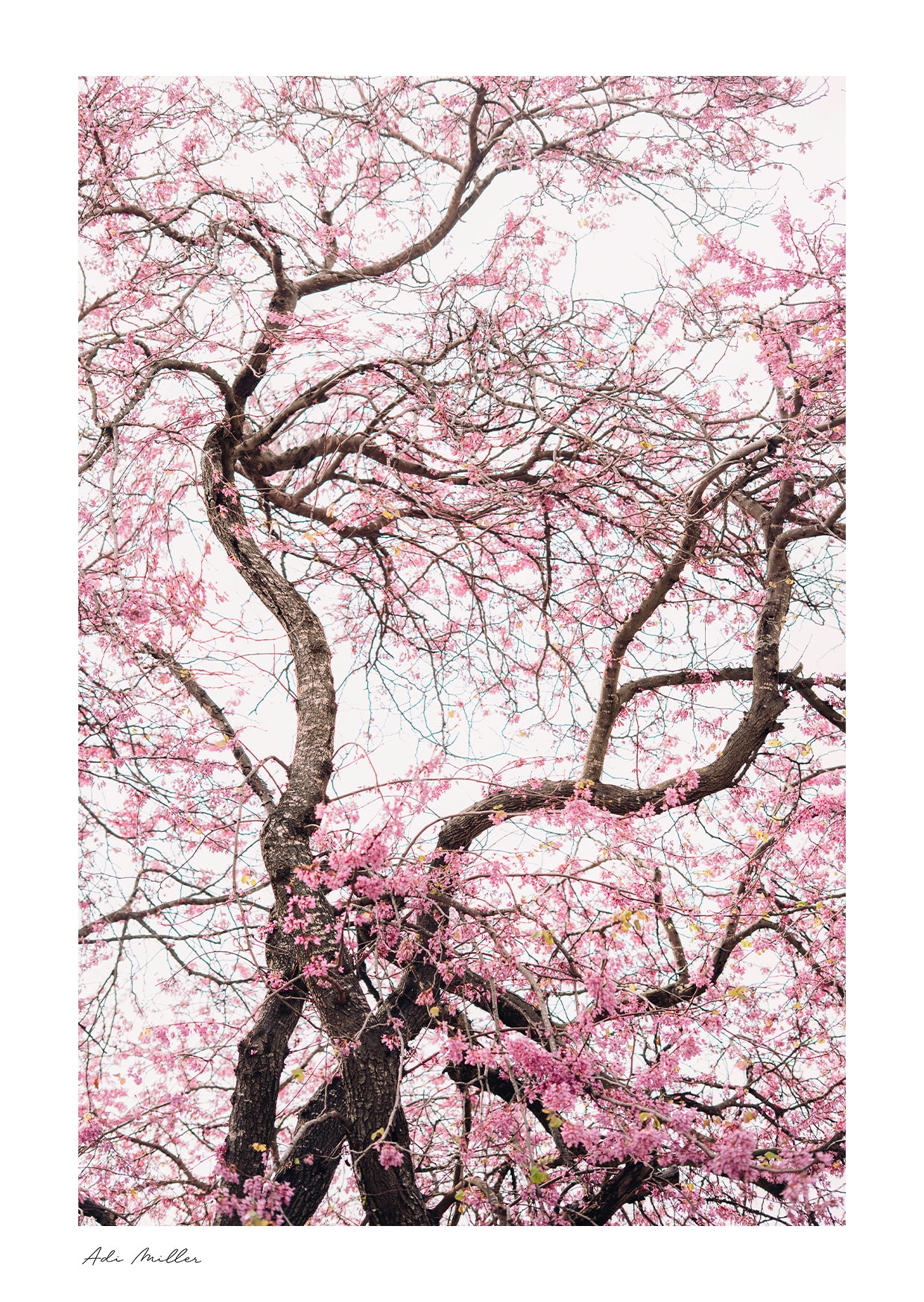 Softly Blooming