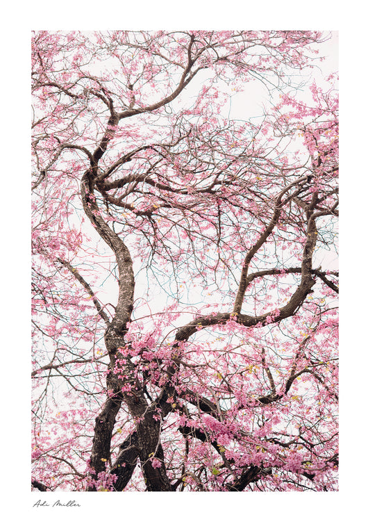 Softly Blooming