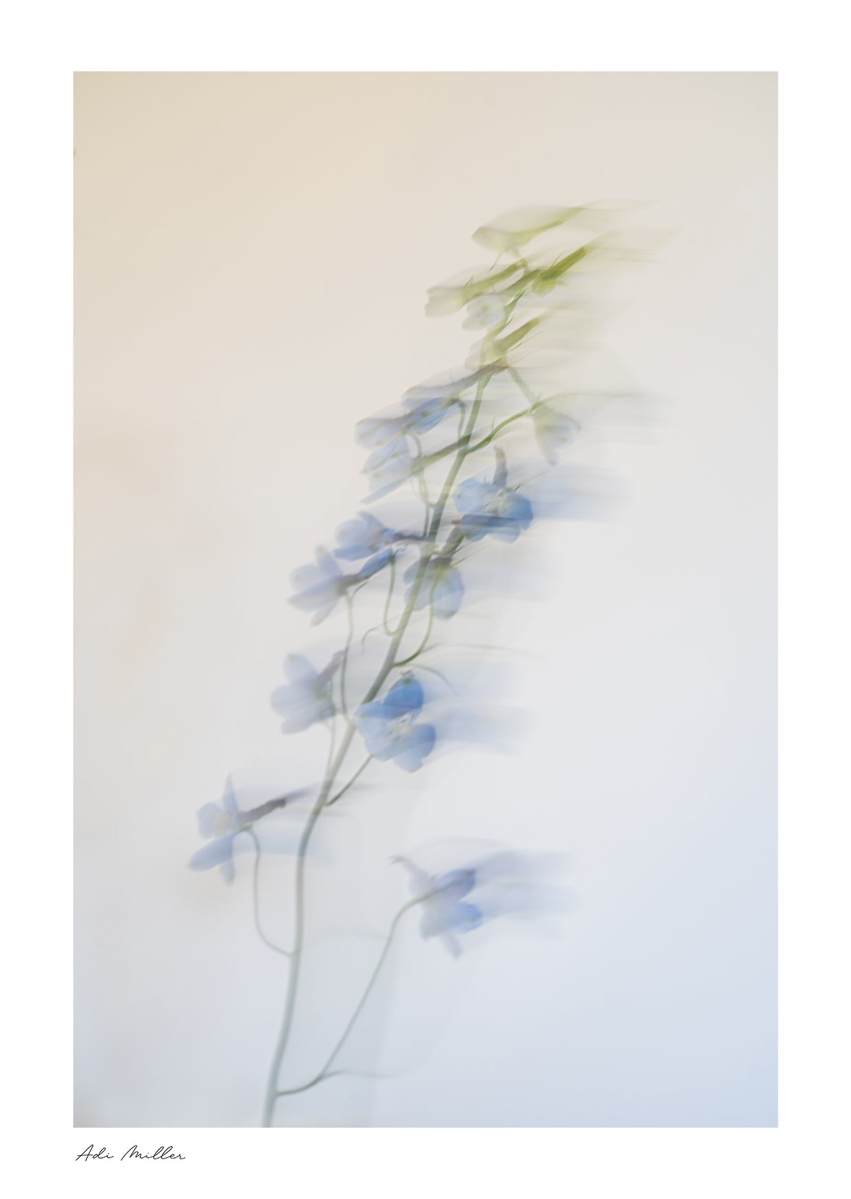 Delphinium No.1