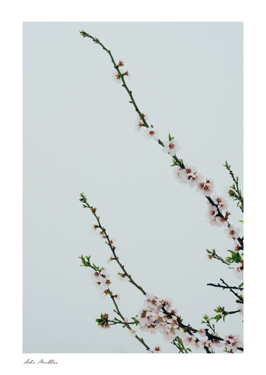 Almond Blossom