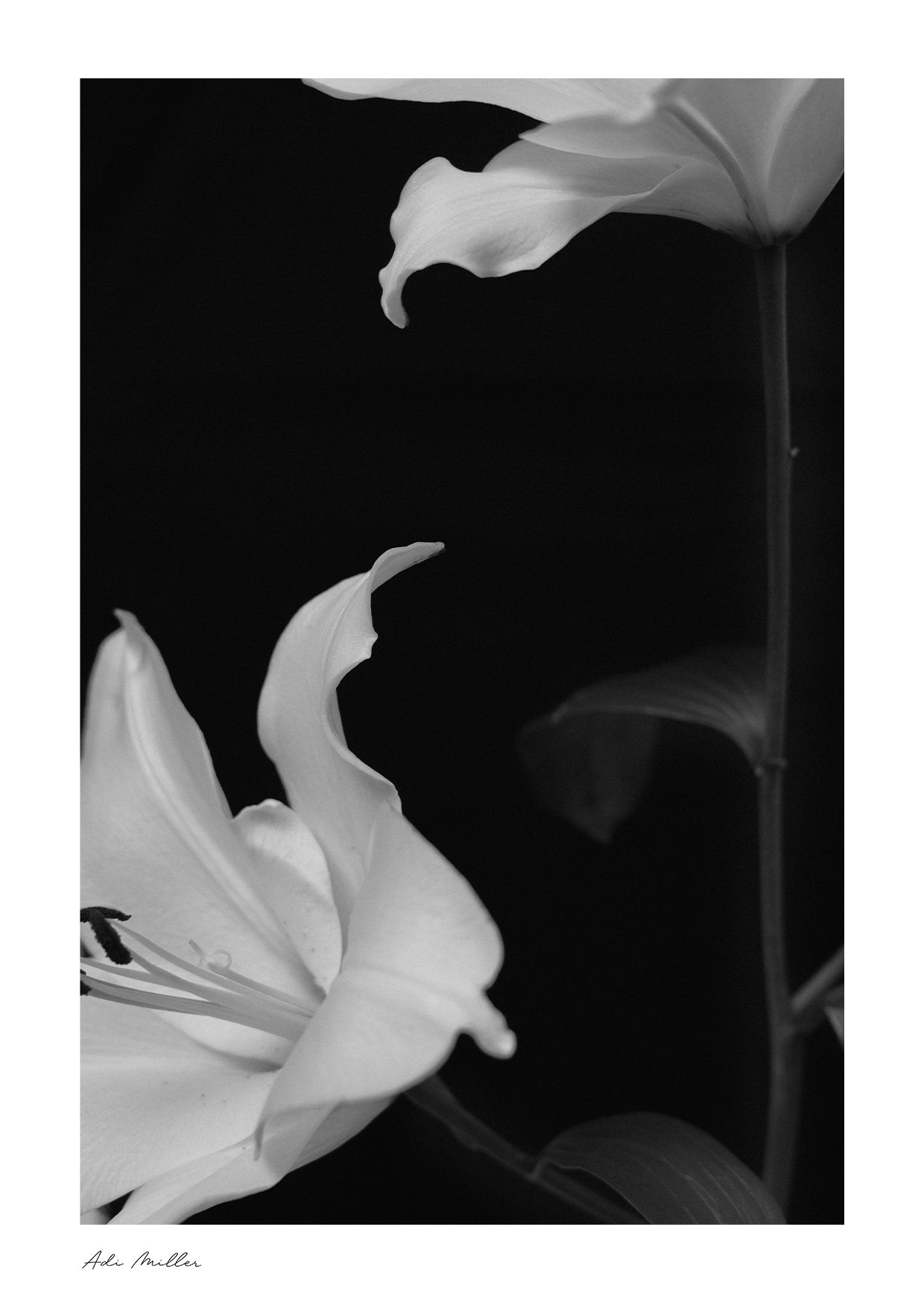 Lilies