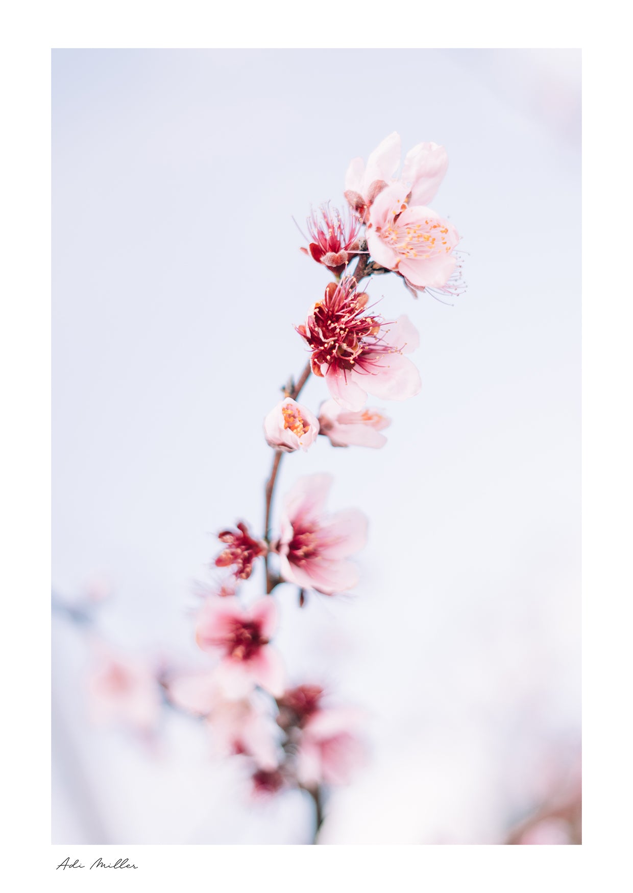 Nectarine Blossom